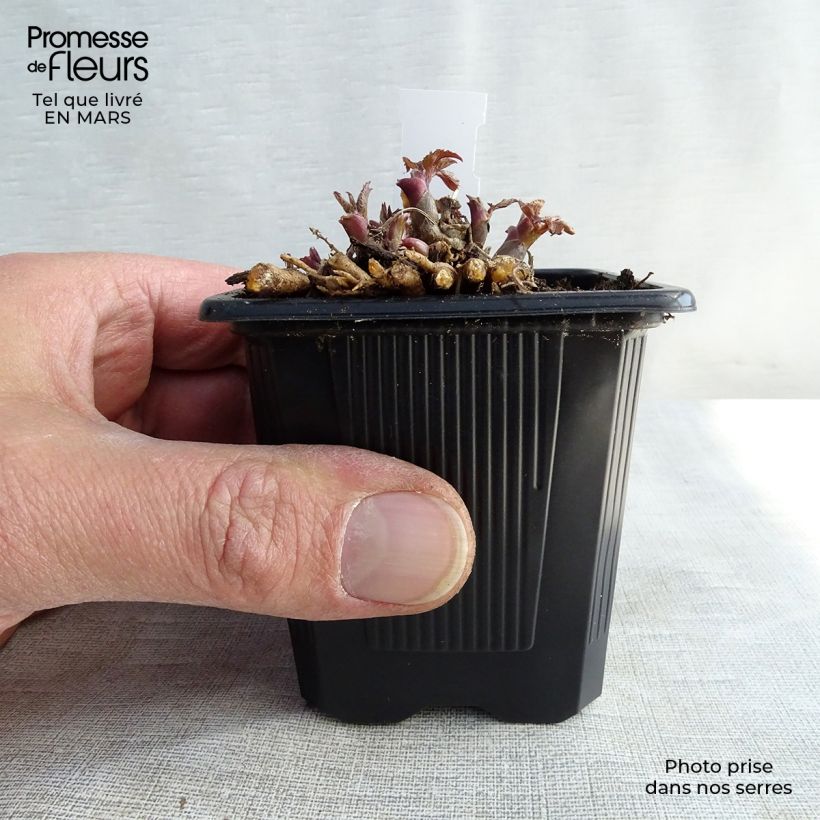 Aralia cordata Sun King 8/9 cm pot sample as delivered in spring