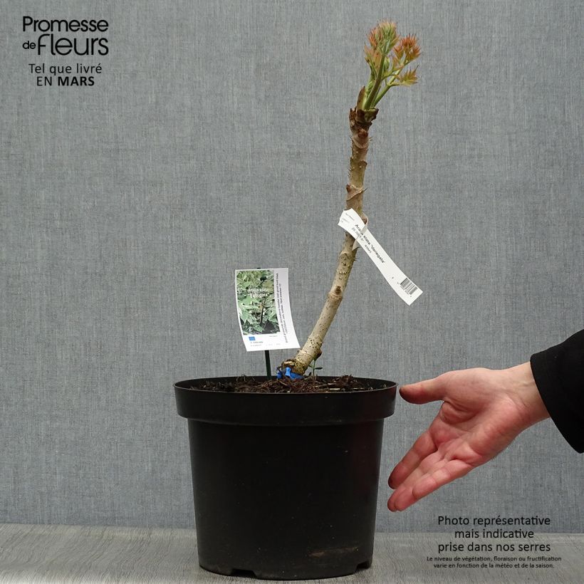 Aralia elata Silver Umbrella 7.5L/10L pot sample as delivered in spring