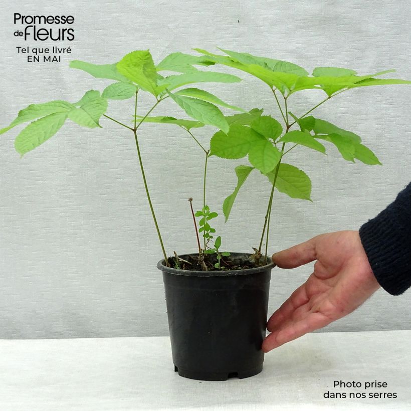 Aralia nudicaulis - Japanese Spikenard 2L/3L pot sample as delivered in spring