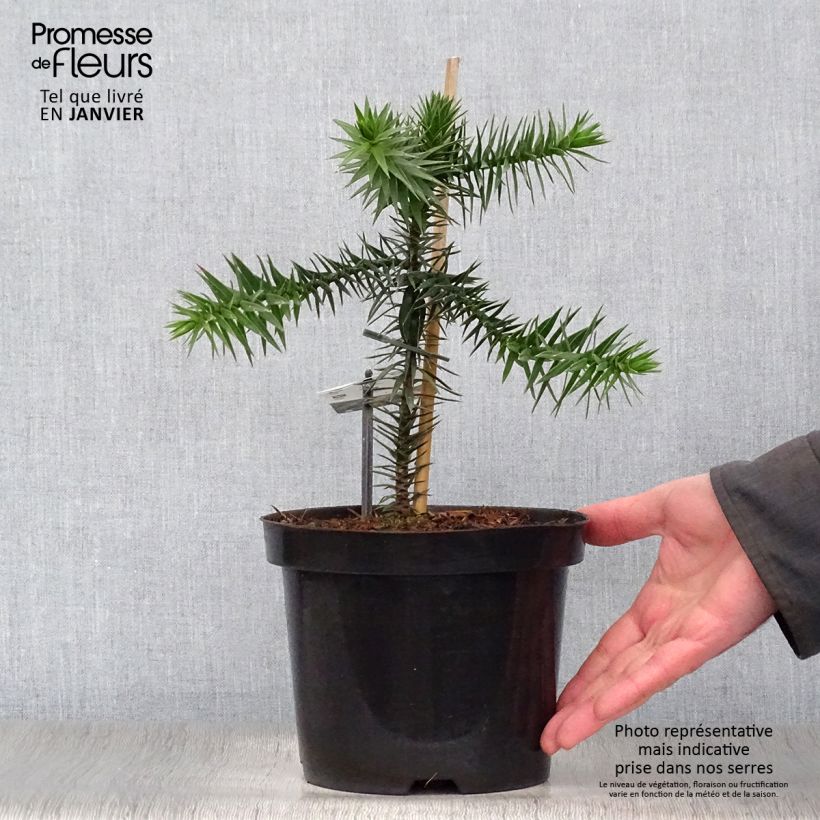 Araucaria araucana - Monkey Puzzle 3L/4L pot sample as delivered in winter