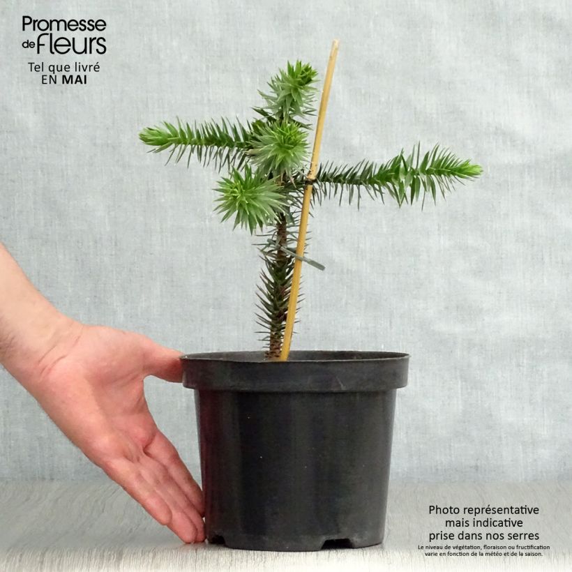 Araucaria araucana - Monkey Puzzle 3L/4L pot sample as delivered in spring