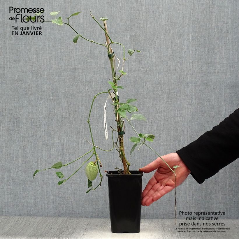 Araujia sericifera Alba 1L/1.5L pot sample as delivered in winter