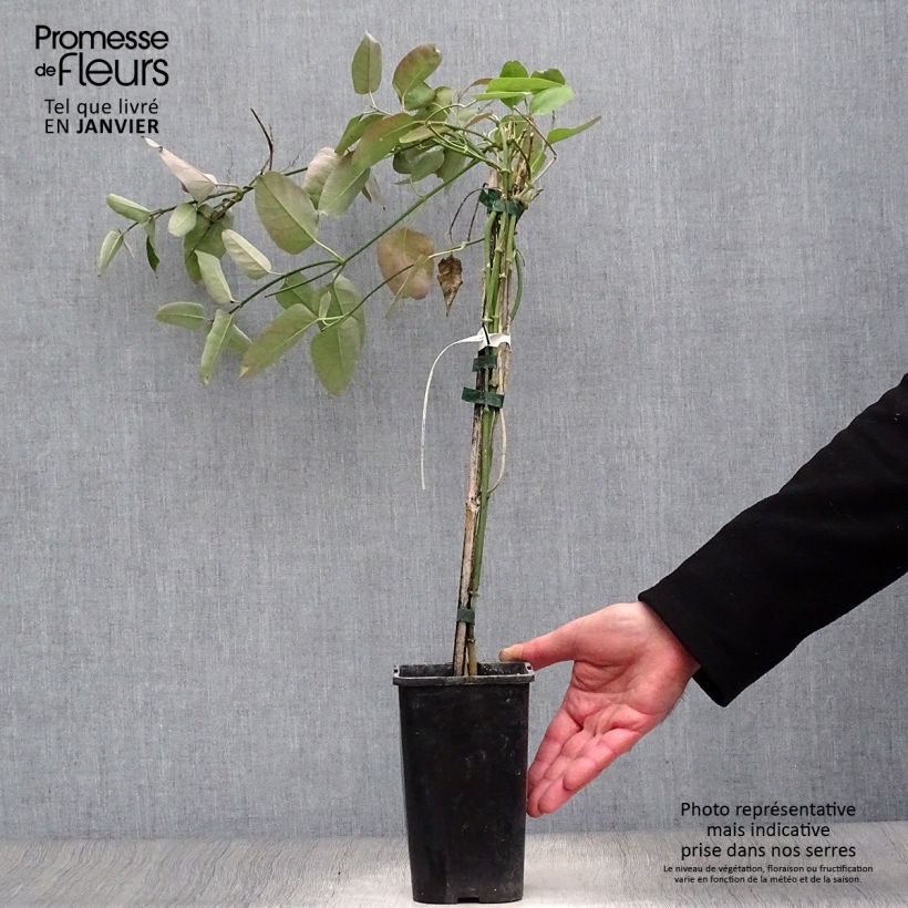 Araujia sericifera Rosea 1.5L/2L pot sample as delivered in winter