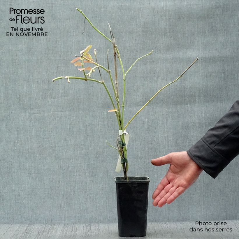 Araujia sericifera Rosea 1.5L/2L pot sample as delivered in autumn