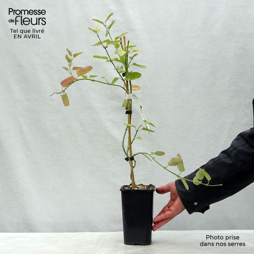 Araujia sericifera Rosea 1.5L/2L pot sample as delivered in spring