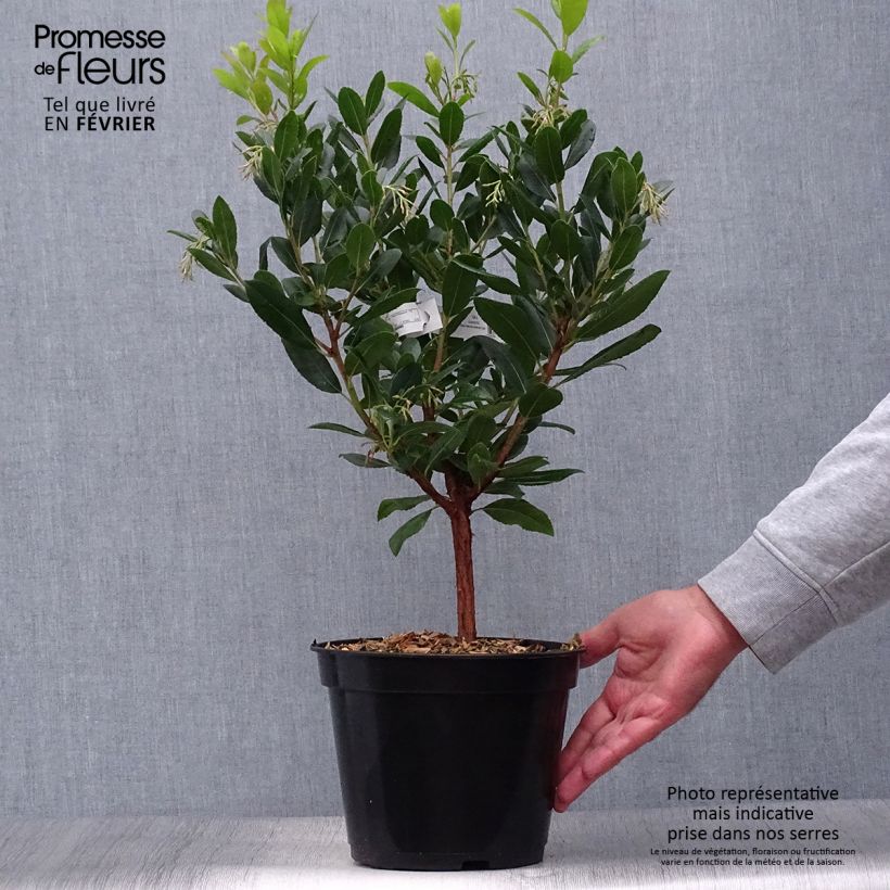 Arbutus unedo Atlantic - Strawberry Tree 4L/5L pot, Bush sample as delivered in autumn