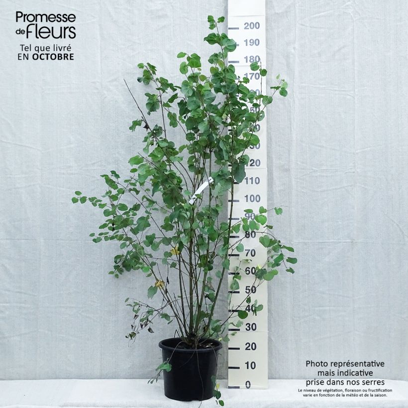 Cercidiphyllum japonicum 7.5L/10L pot sample as delivered in autumn