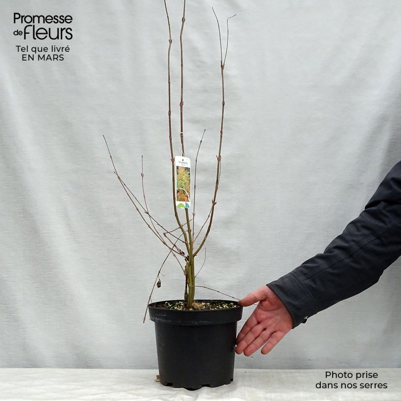 Cercidiphyllum japonicum 3L/4L pot sample as delivered in spring