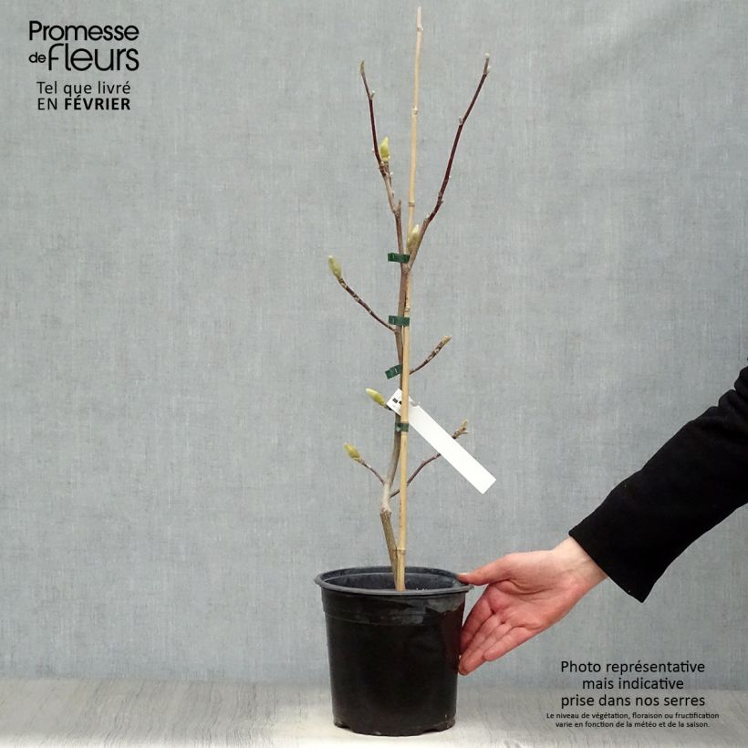 Magnolia  acuminata Butterflies 4L/5L pot sample as delivered in winter