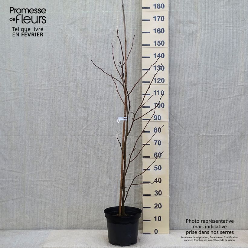 Davidia involucrata - Dove Tree 7.5L/10L pot sample as delivered in winter