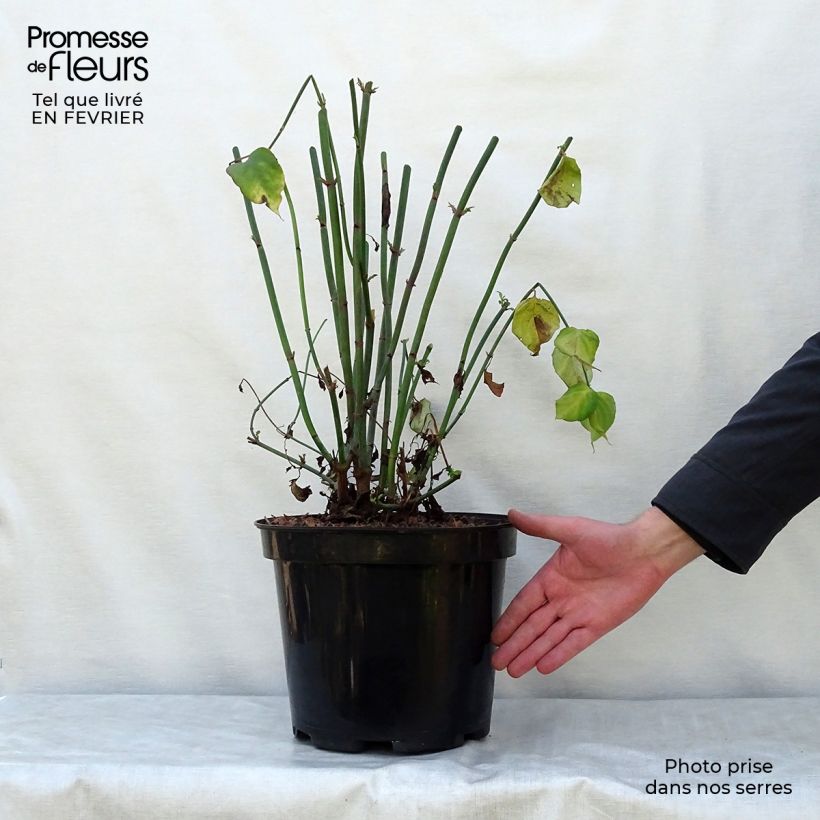 Leycesteria formosa 7.5L/10L pot sample as delivered in winter