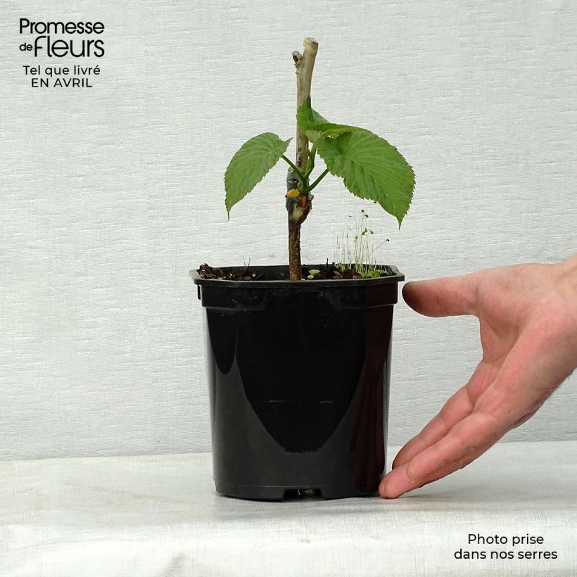 Davidia involucrata Sonoma - Dove Tree 3L/4L pot sample as delivered in spring