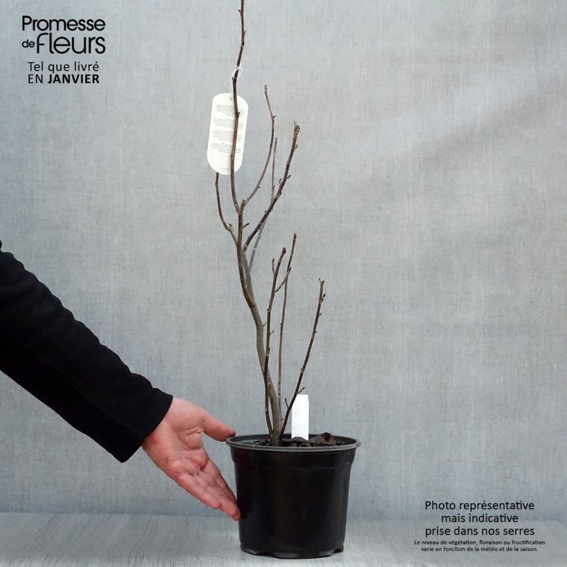 Davidia involucrata - Dove Tree 4L/5L pot sample as delivered in winter