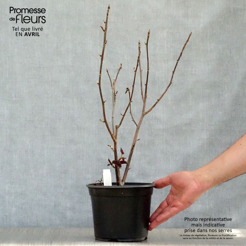 Davidia involucrata - Dove Tree 4L/5L pot sample as delivered in spring