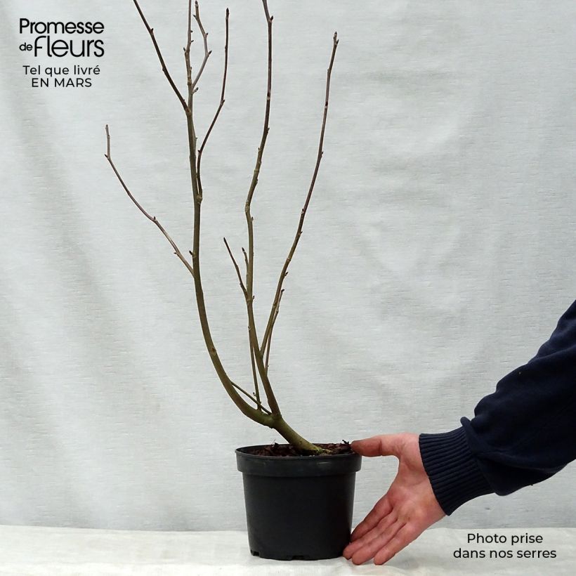 Davidia involucrata var. vilmoriniana - Dove Tree 3L/4L pot sample as delivered in spring