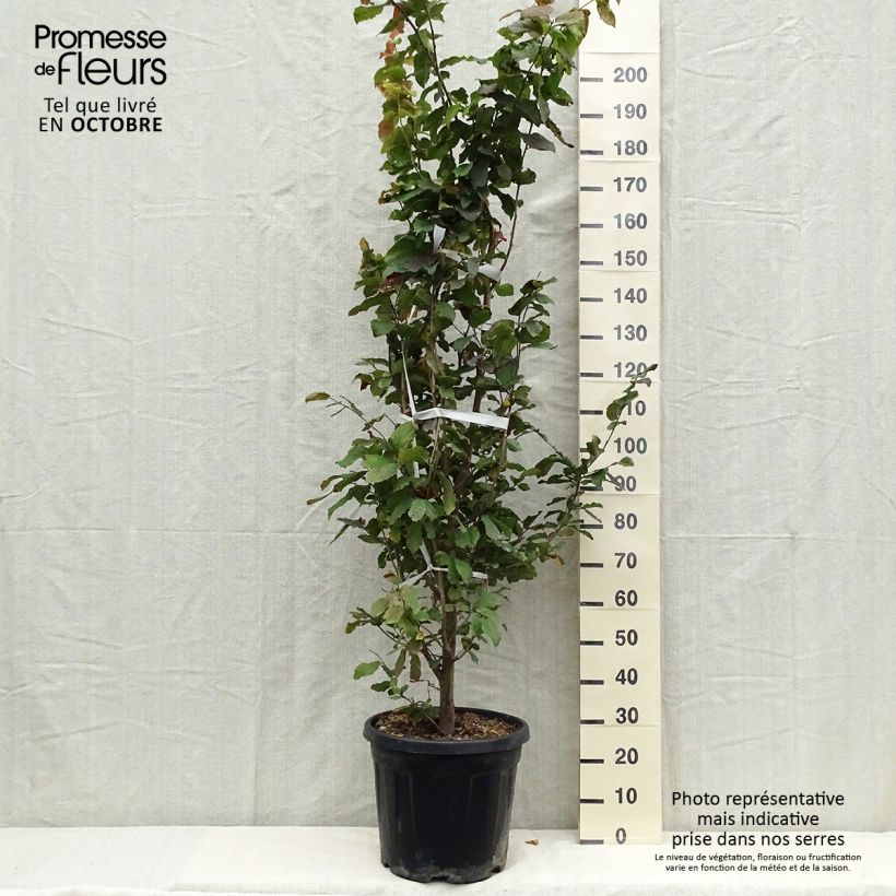 Parrotia persica - Persian Ironwood 30L/35L pot sample as delivered in autumn