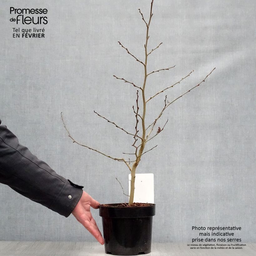 Parrotia persica - Persian Ironwood 3L/4L pot sample as delivered in winter