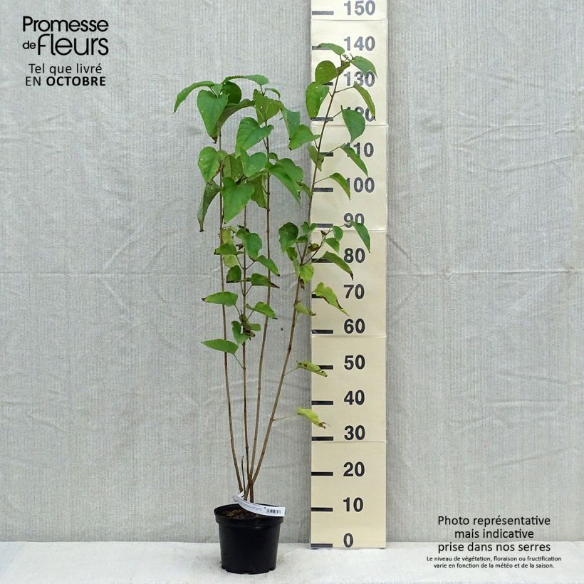 Clerodendrum trichotomum Fargesii 3L/4L pot sample as delivered in autumn