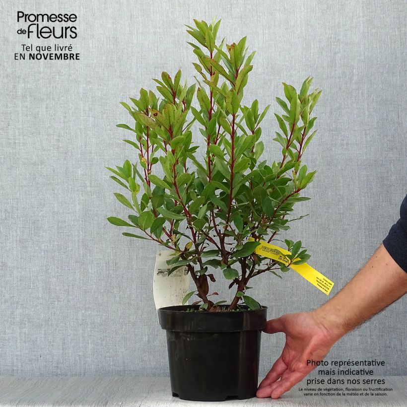 Arbutus unedo - Strawberry tree 2L/3L pot sample as delivered in autumn