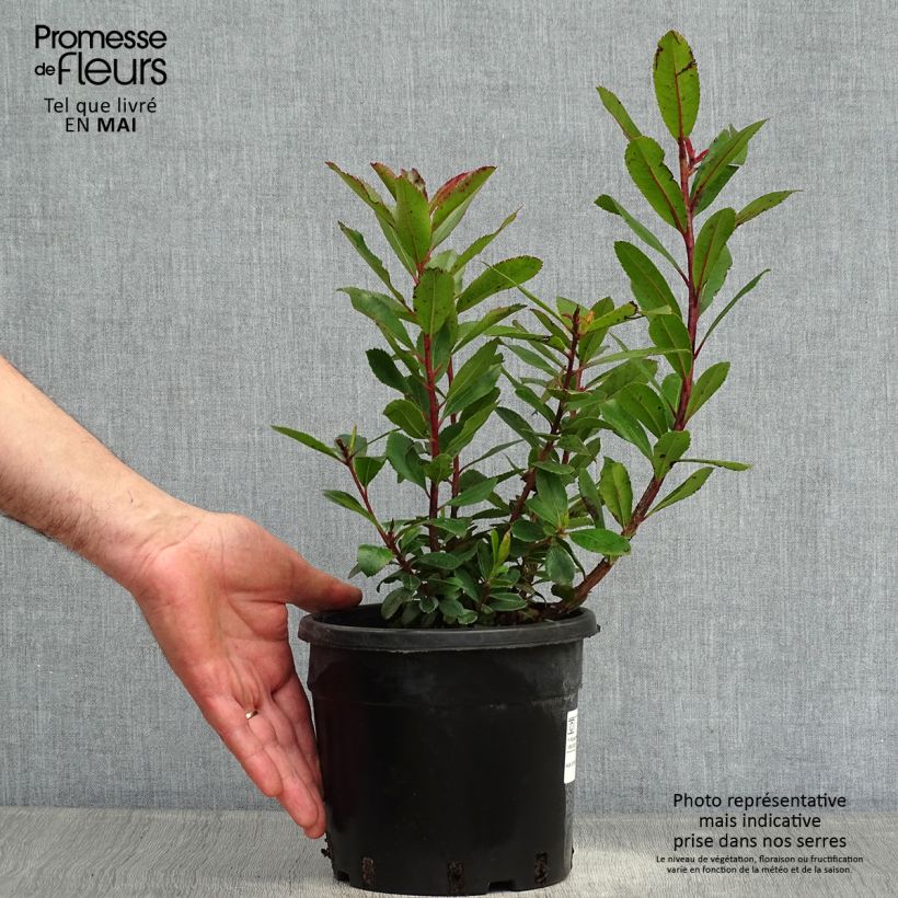 Arbutus unedo - Strawberry tree 2L/3L pot sample as delivered in spring
