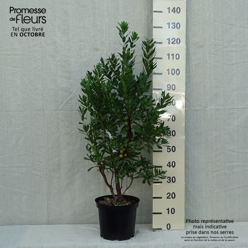 Arbutus unedo Compacta - Strawberry tree 7.5L/10L pot sample as delivered in autumn