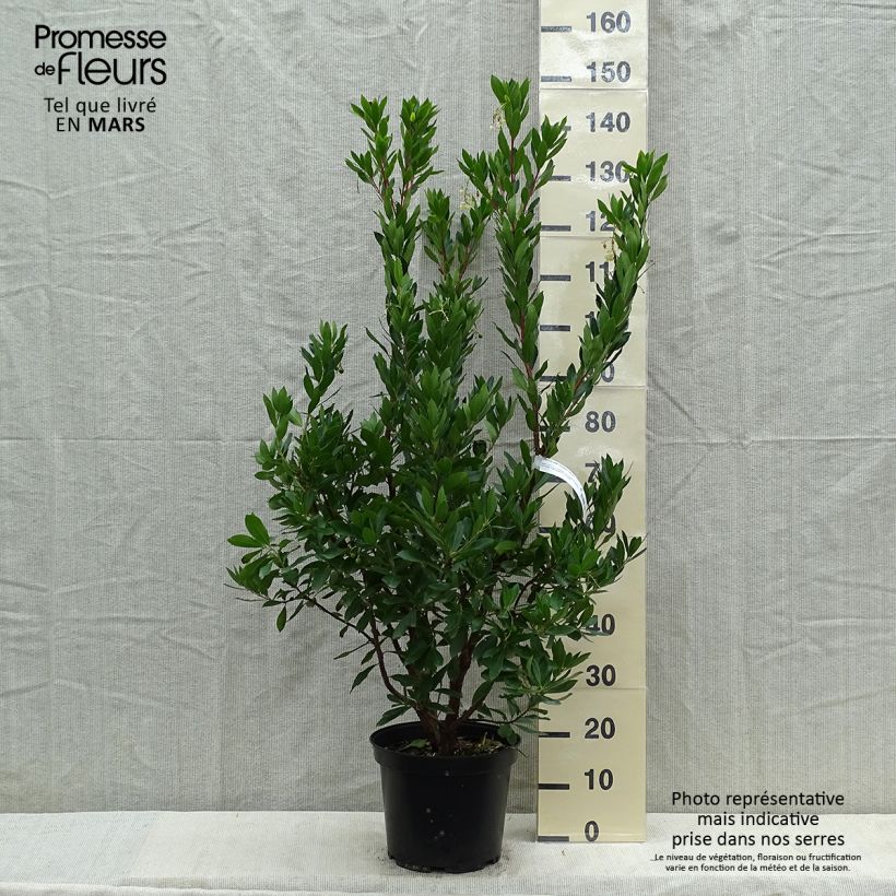Arbutus unedo Compacta - Strawberry tree 7.5L/10L pot sample as delivered in spring