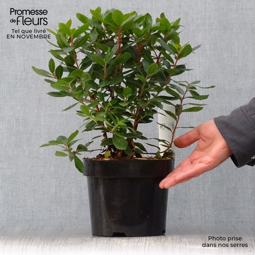 Arbutus unedo Compacta - Strawberry tree 2L/3L pot sample as delivered in autumn