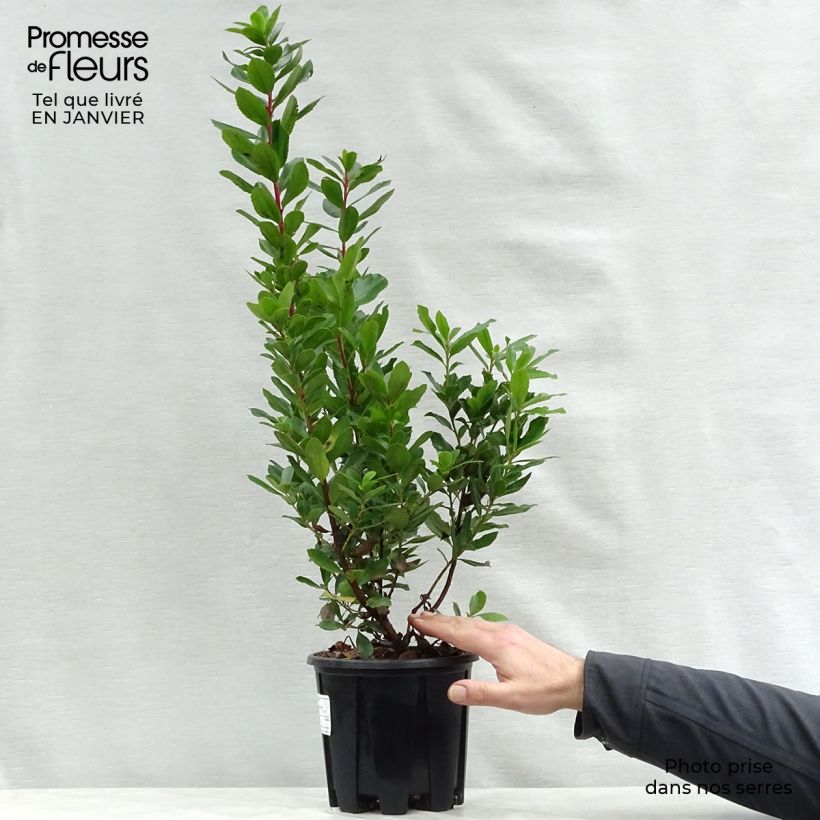 Arbutus unedo Compacta - Strawberry tree 2L/3L pot sample as delivered in winter