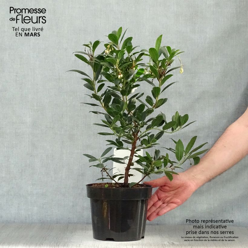 Arbutus unedo Compacta - Strawberry tree 2L/3L pot sample as delivered in spring