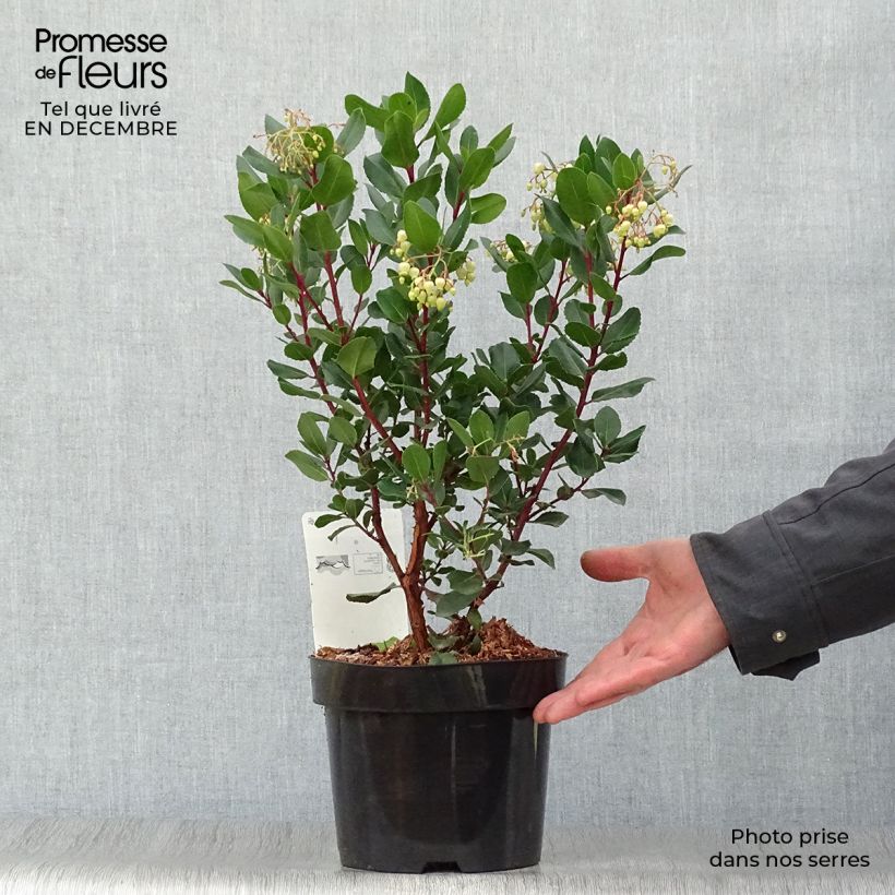 Arbutus unedo Rubra - Strawberry Tree 3L/4L pot sample as delivered in winter