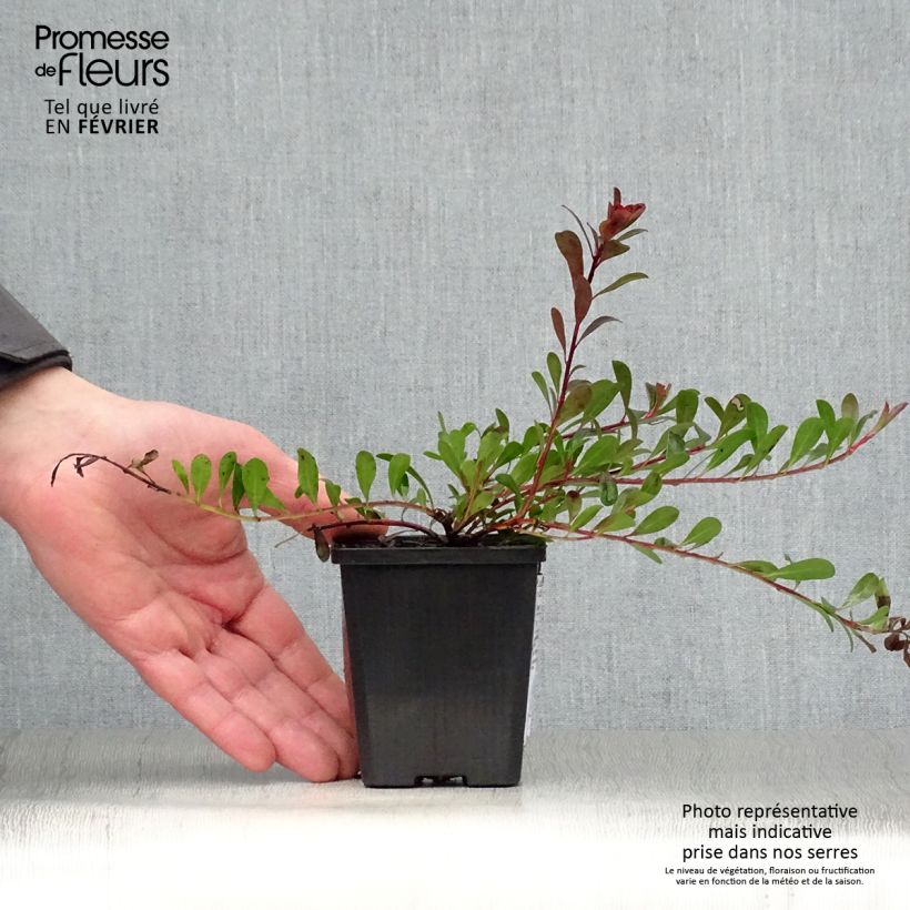 Arctostaphylos uva-ursi - Bearberry 8/9 cm pot sample as delivered in winter