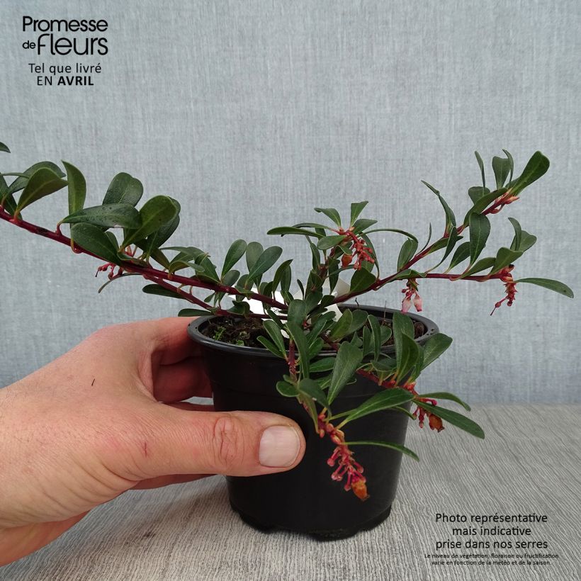 Arctostaphylos uva-ursi - Bearberry 8/9 cm pot sample as delivered in spring