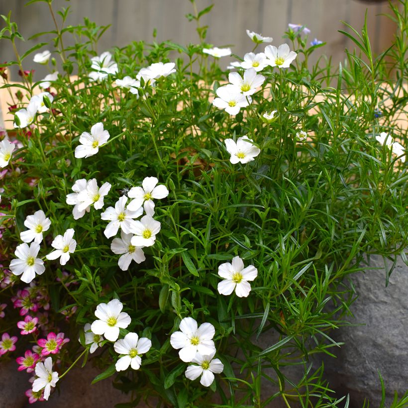 Arenaria montana (Plant habit)