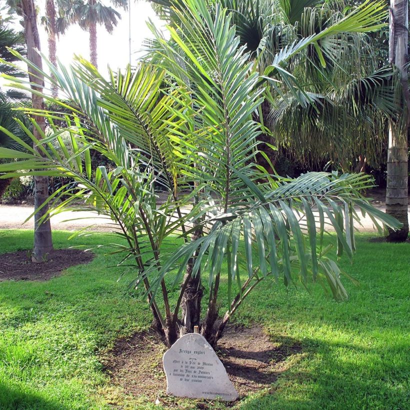 Arenga englerii - Taiwan Sugar Palm (Plant habit)