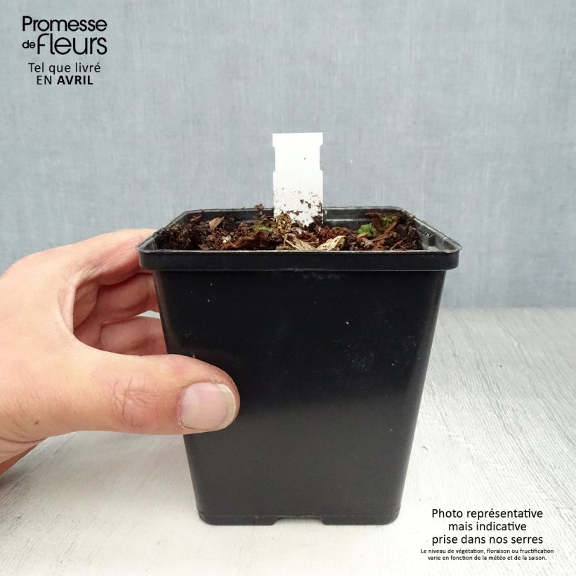 Arisaema costatum 8/9 cm pot sample as delivered in spring