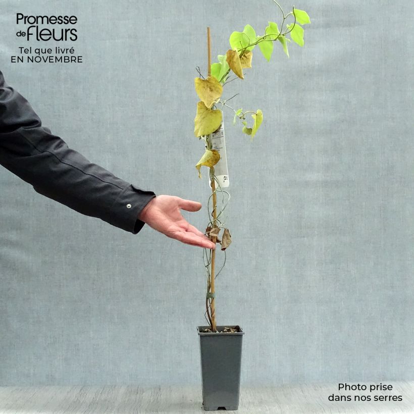 Aristolochia macrophylla  2L/3L pot sample as delivered in autumn