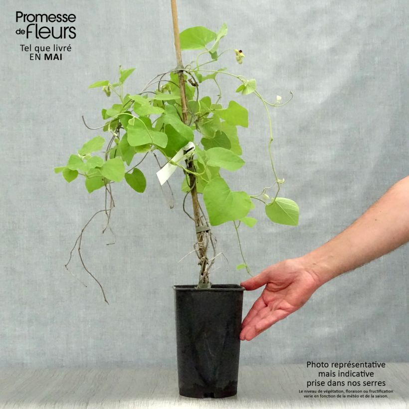 Aristolochia macrophylla  2L/3L pot sample as delivered in spring