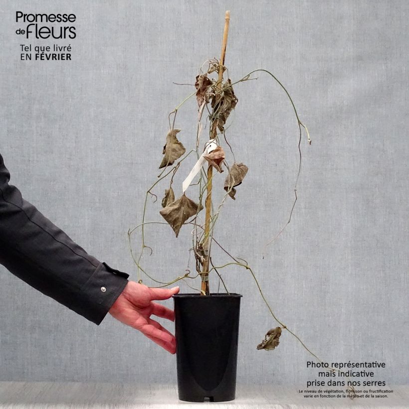 Aristolochia macrophylla  1L/1.5L pot sample as delivered in winter