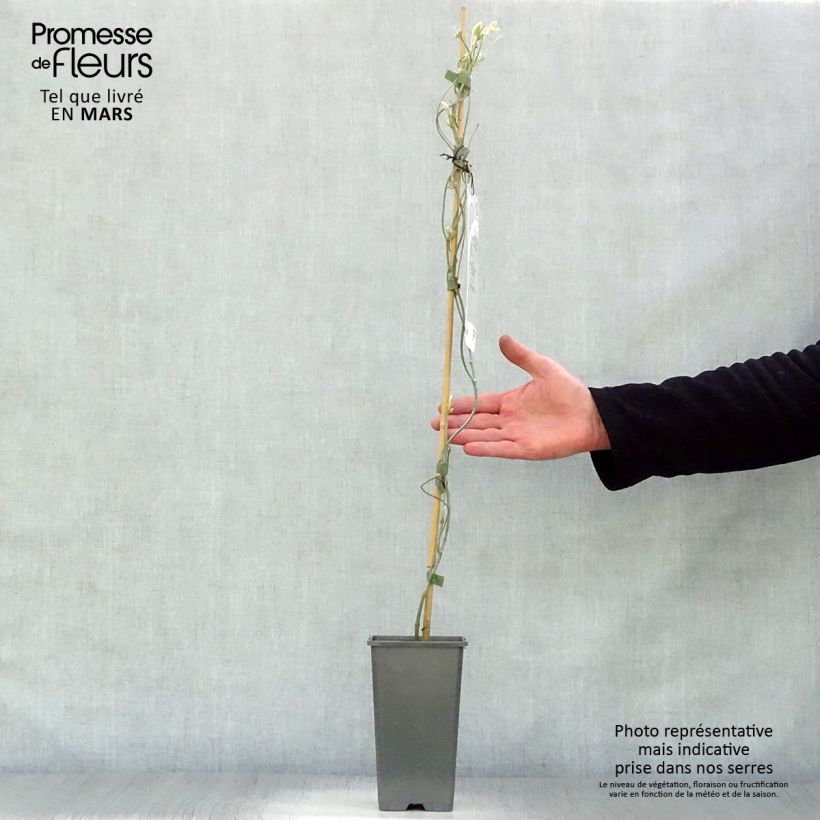 Aristolochia macrophylla  1L/1.5L pot sample as delivered in spring