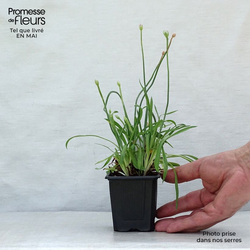 Armeria pseudarmeria Ballerina Lilac - Sea Thrift 8/9 cm pot sample as delivered in spring