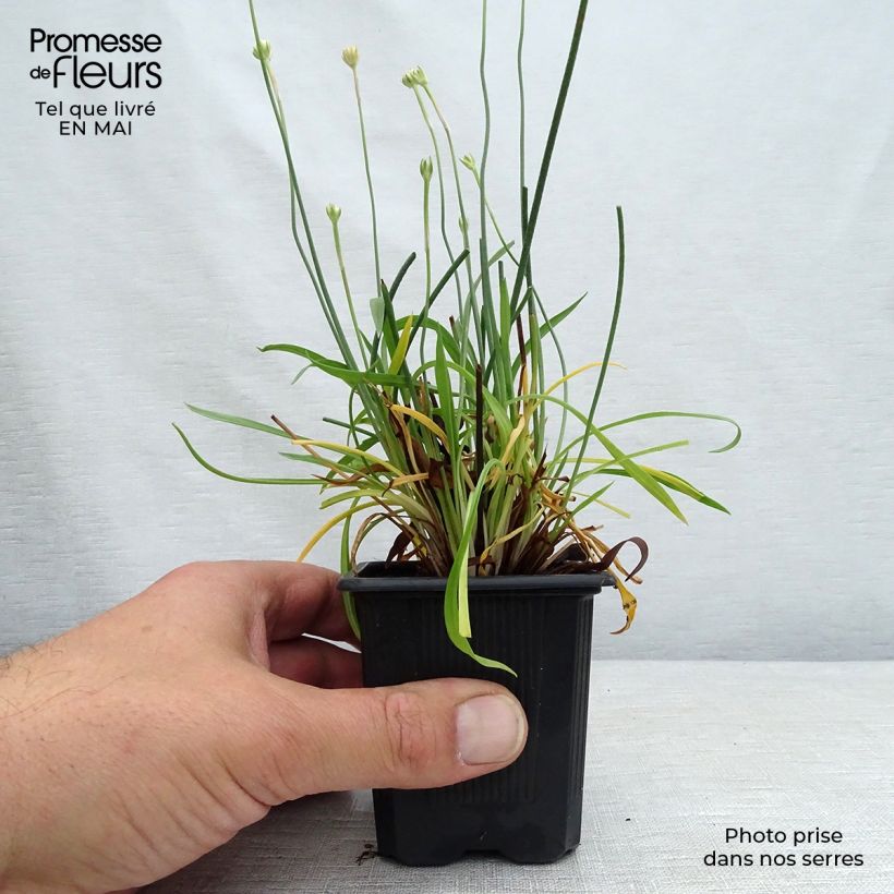 Armeria pseudarmeria Ballerina Red - Sea Thrift 8/9 cm pot sample as delivered in spring