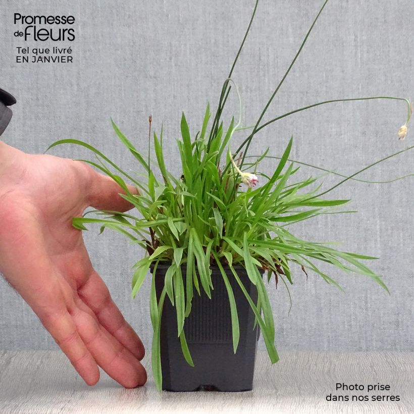 Armeria pseudarmeria Ballerina Red - Sea Thrift 8/9 cm pot sample as delivered in winter