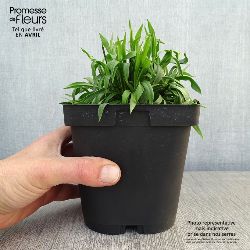 Armeria pseudarmeria Ballerina Red - Sea Thrift 2L/3L pot sample as delivered in spring