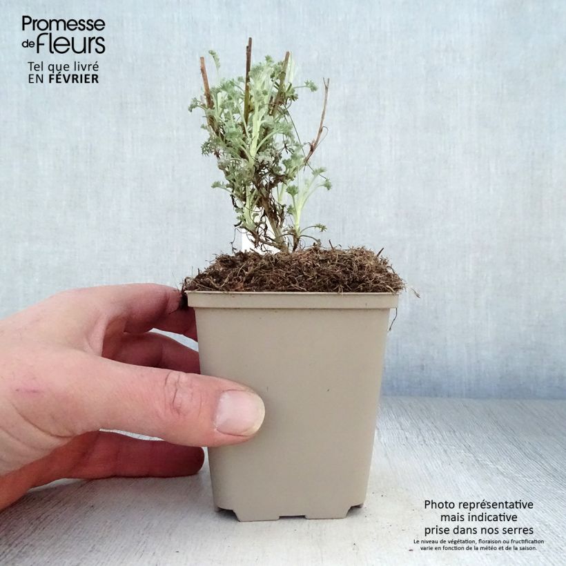 Artemisia arborescens Little Mice 8/9 cm pot sample as delivered in winter