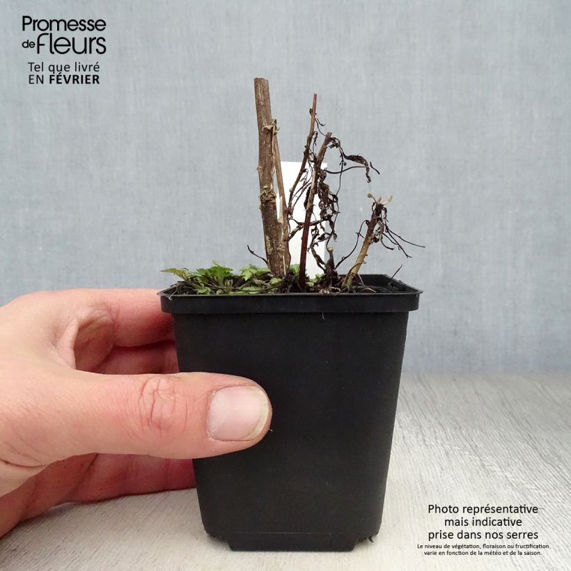 Artemisia lactiflora 8/9 cm pot sample as delivered in winter