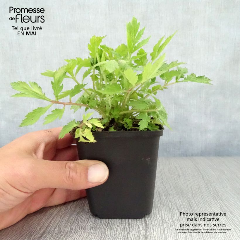 Artemisia lactiflora 8/9 cm pot sample as delivered in spring