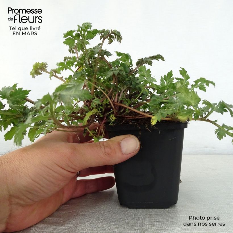 Artemisia lactiflora Guizhou 8/9 cm pot sample as delivered in spring