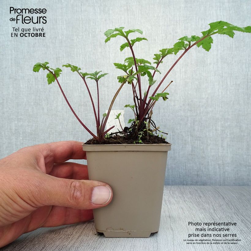 Artemisia lactiflora Guizhou 8/9 cm pot sample as delivered in autumn