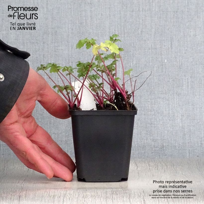 Artemisia lactiflora Guizhou 8/9 cm pot sample as delivered in winter