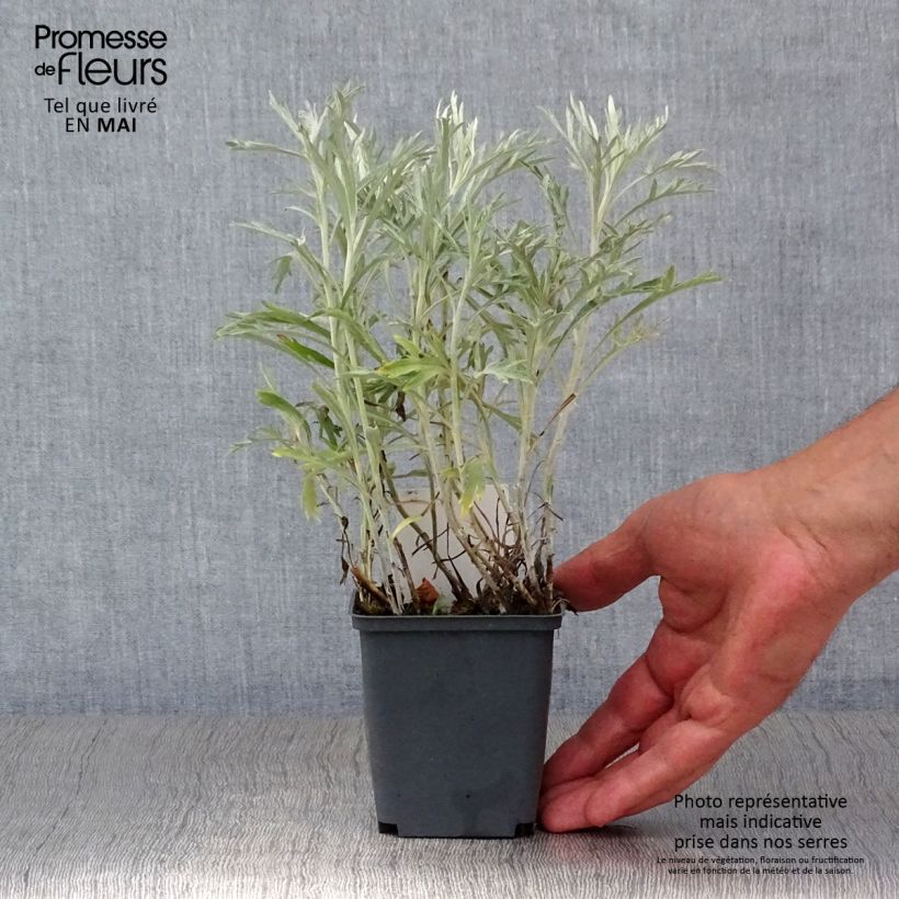 Artemisia ludoviciana Silver Queen 8/9 cm pot sample as delivered in spring